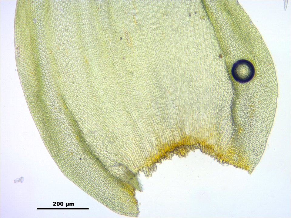 Leucodon sciuroides