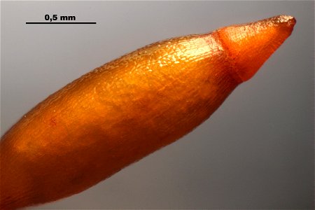 Leucodon sciuroides