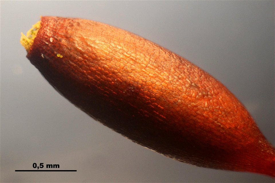 Leucodon sciuroides