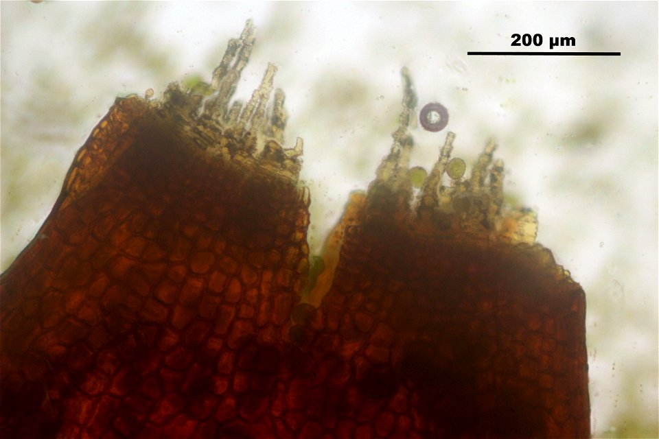 Leucodon sciuroides