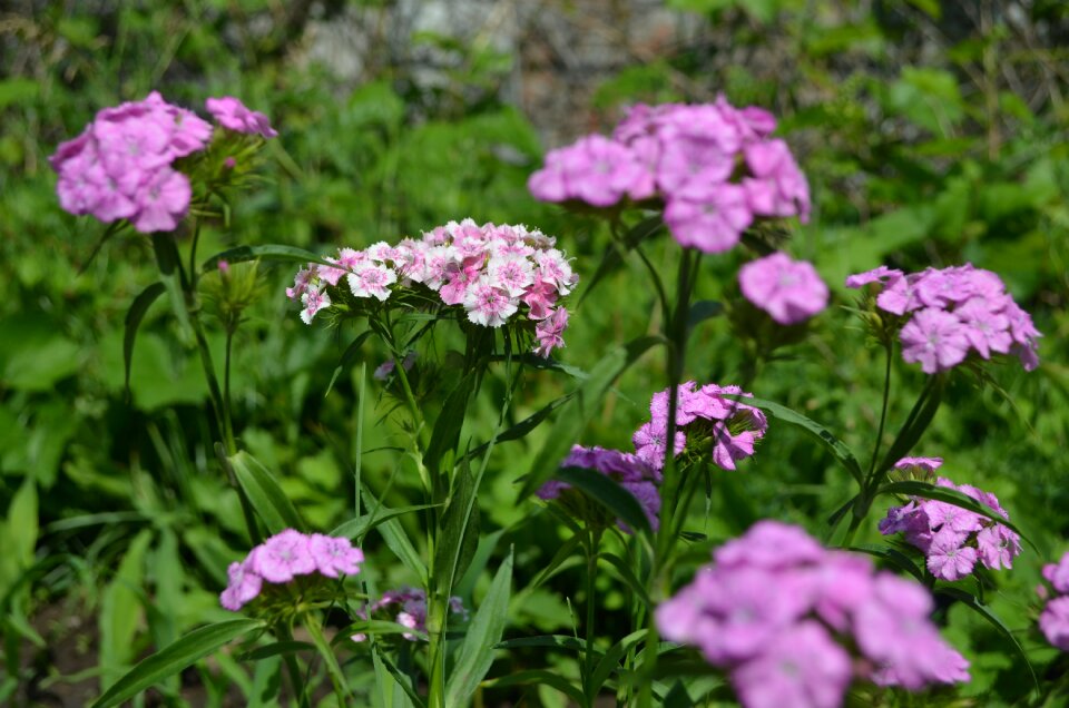 Greens garden bloom
