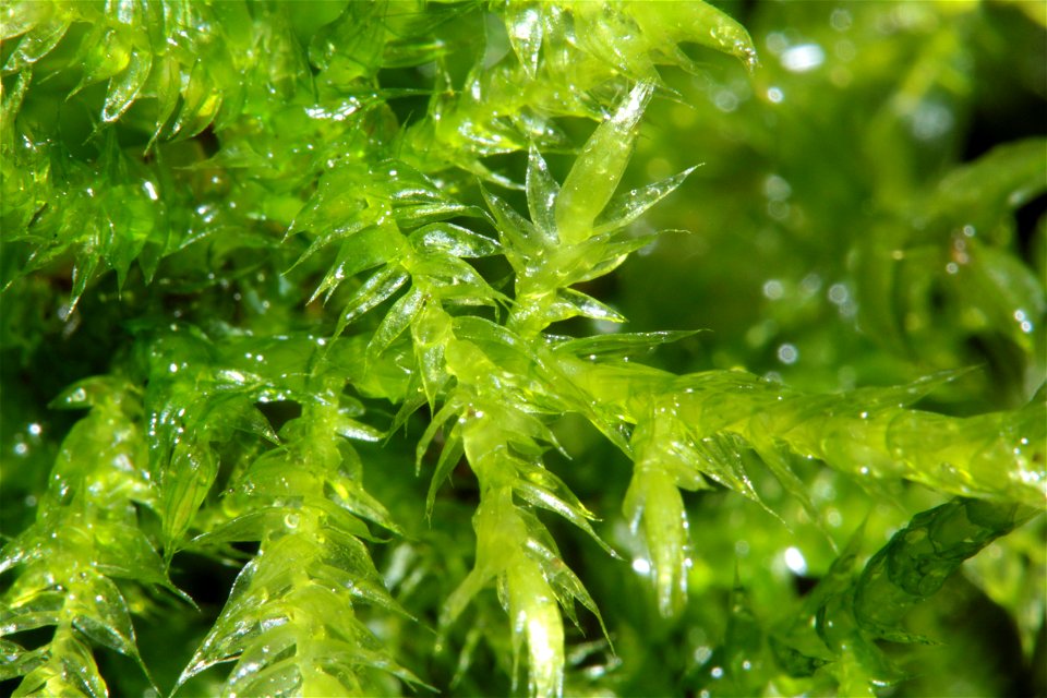Brachythecium mildeanum