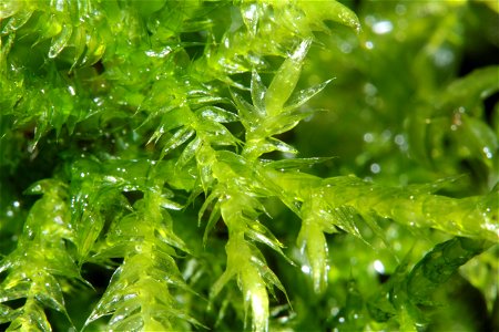 Brachythecium mildeanum