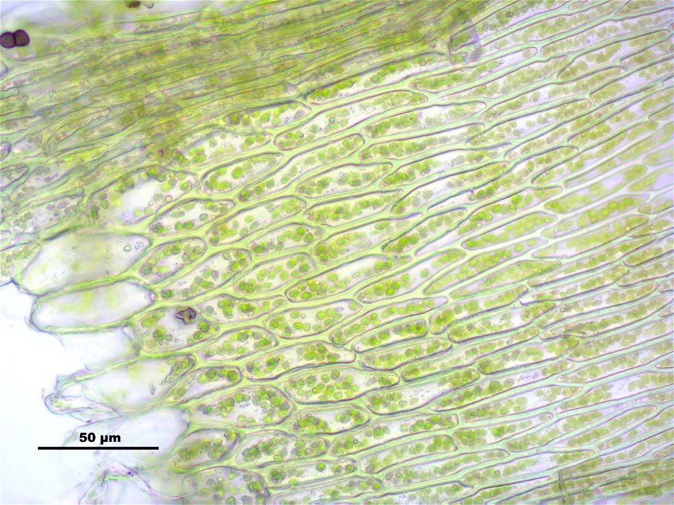 Brachythecium mildeanum