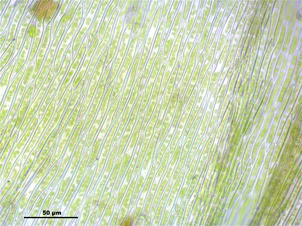 Brachythecium mildeanum