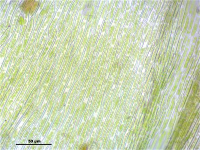 Brachythecium mildeanum