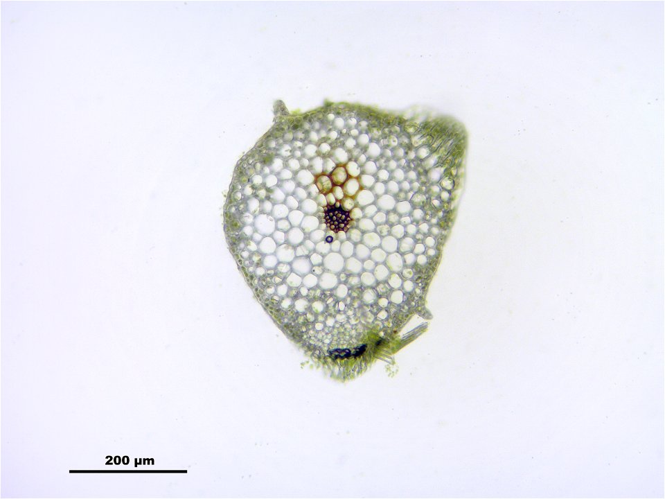 Brachythecium mildeanum