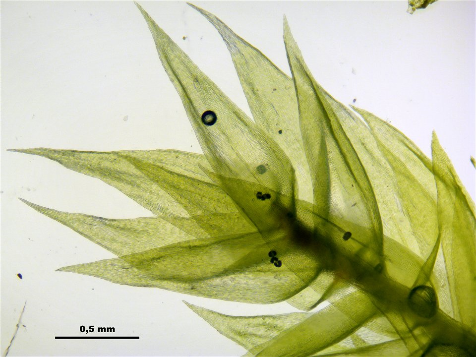 Brachythecium mildeanum