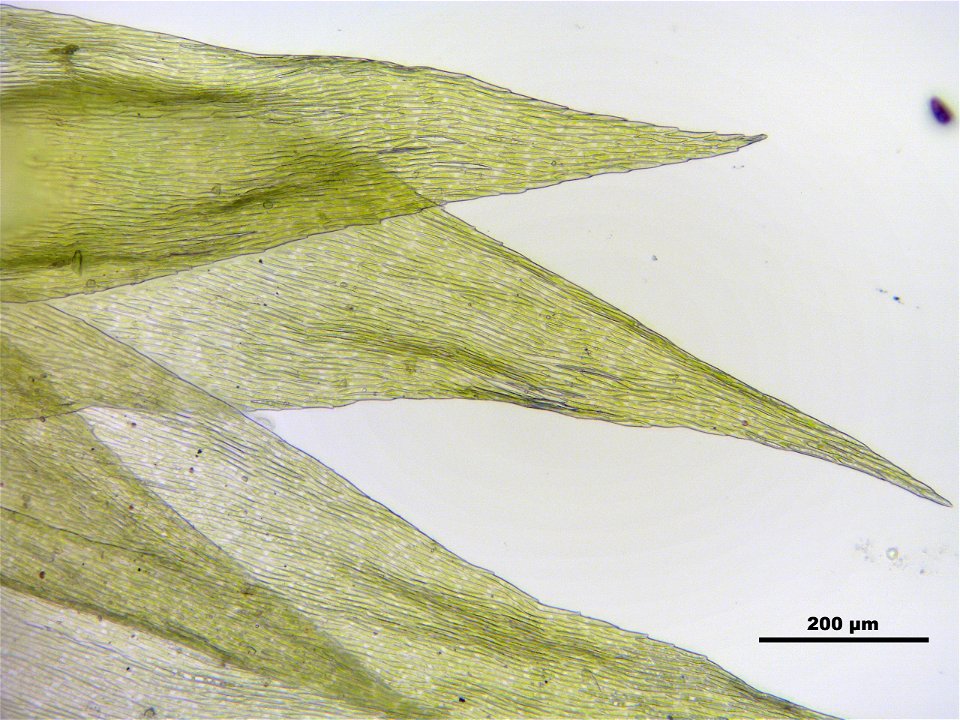 Brachythecium mildeanum
