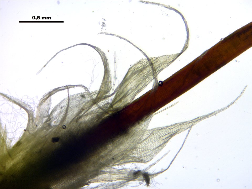 Brachythecium mildeanum