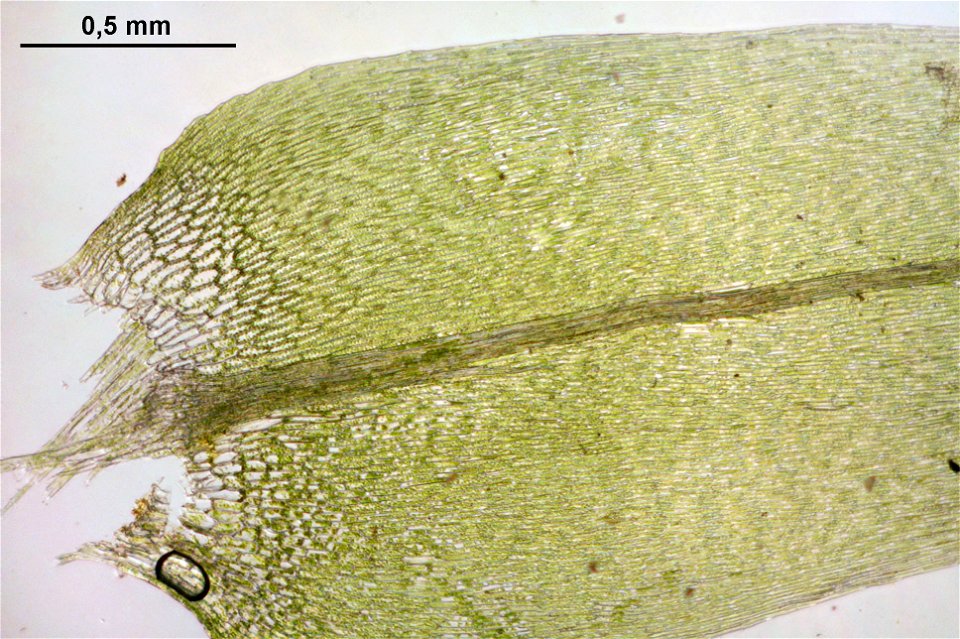 Calliergon cordifolium
