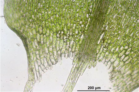 Calliergon cordifolium