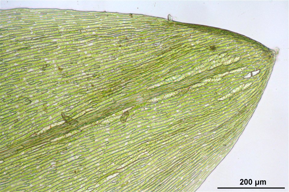 Calliergon cordifolium