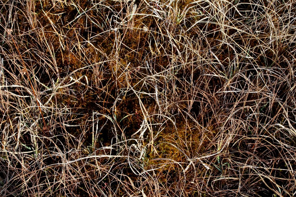 Hamatocaulis vernicosus