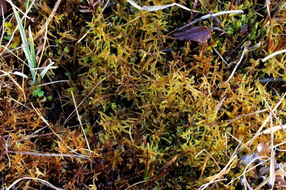 Hamatocaulis vernicosus