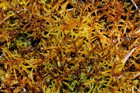Hamatocaulis vernicosus