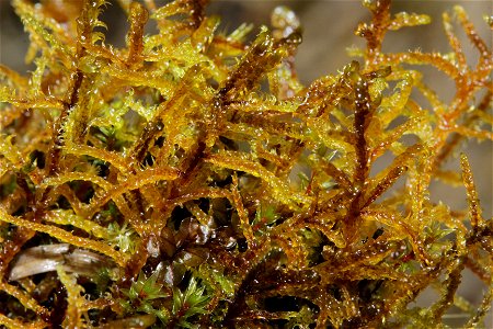 Hamatocaulis vernicosus