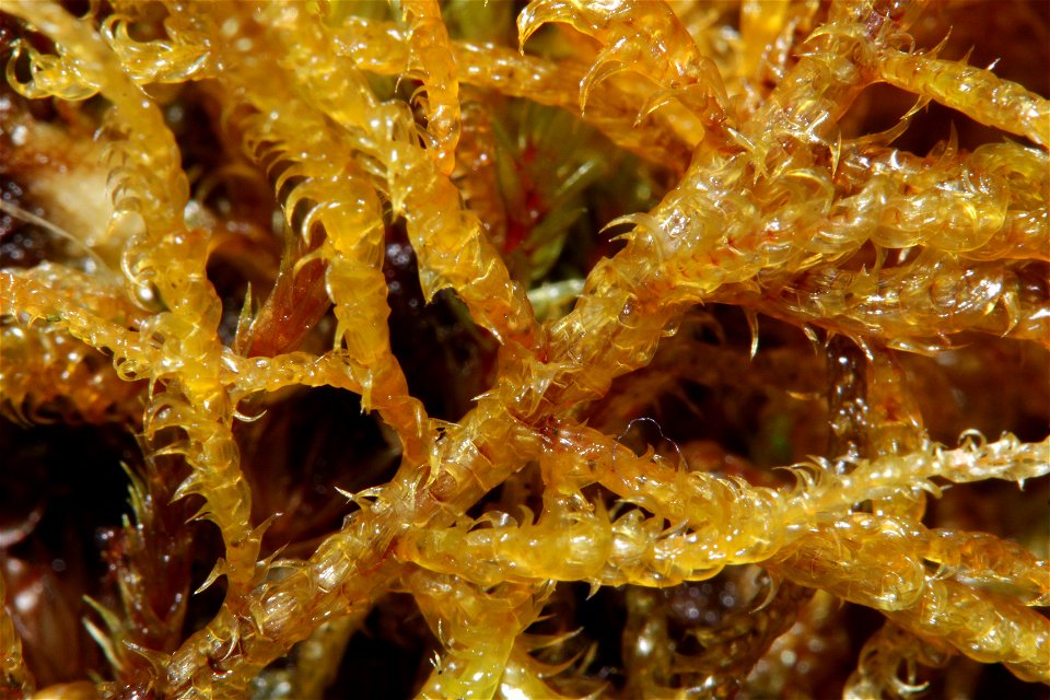 Hamatocaulis vernicosus