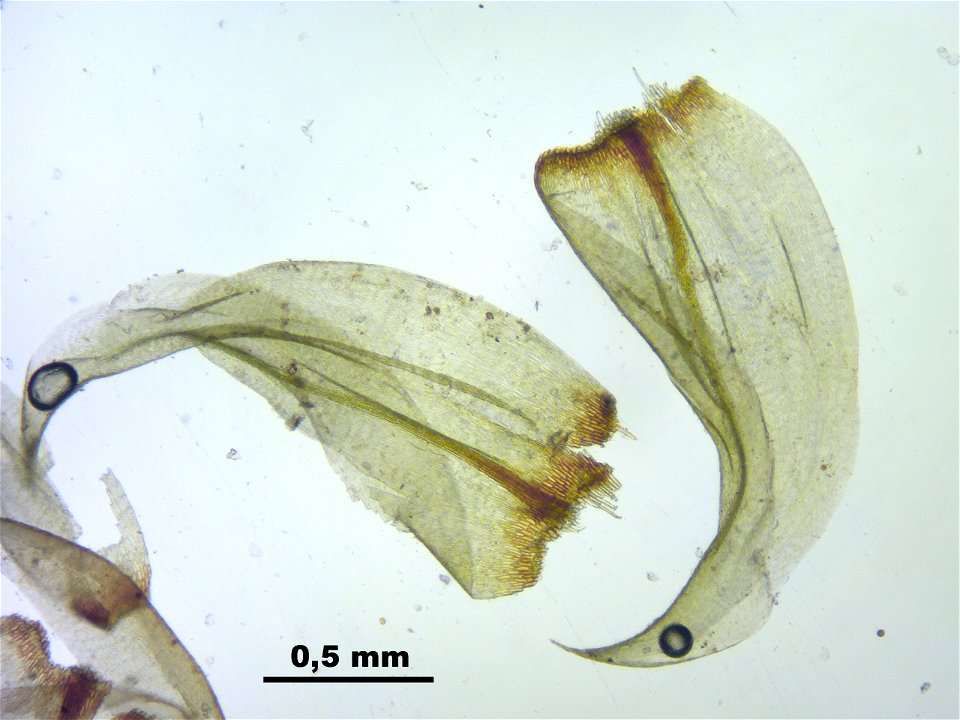 Hamatocaulis vernicosus