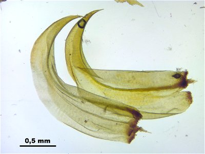 Hamatocaulis vernicosus