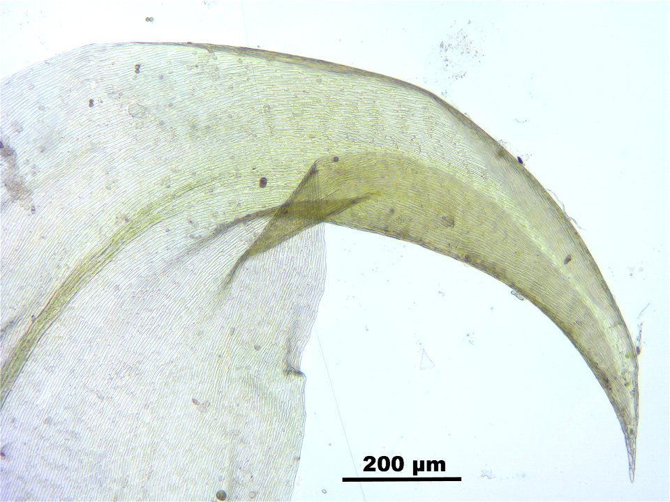 Hamatocaulis vernicosus