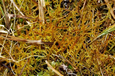 Hamatocaulis vernicosus