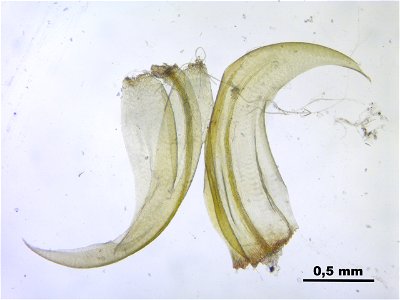 Hamatocaulis vernicosus