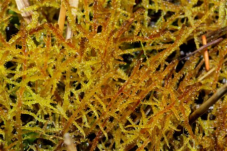 Hamatocaulis vernicosus