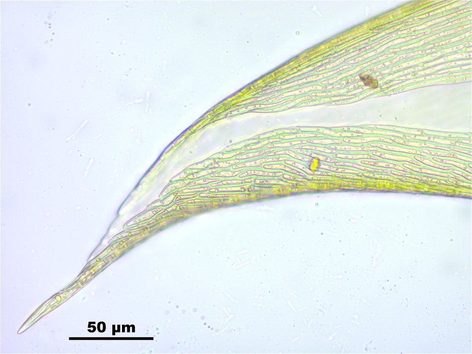 Hamatocaulis vernicosus