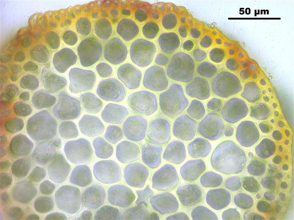 Hamatocaulis vernicosus