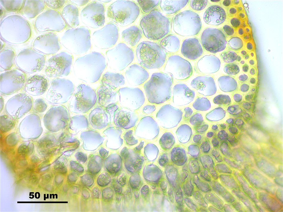 Hamatocaulis vernicosus