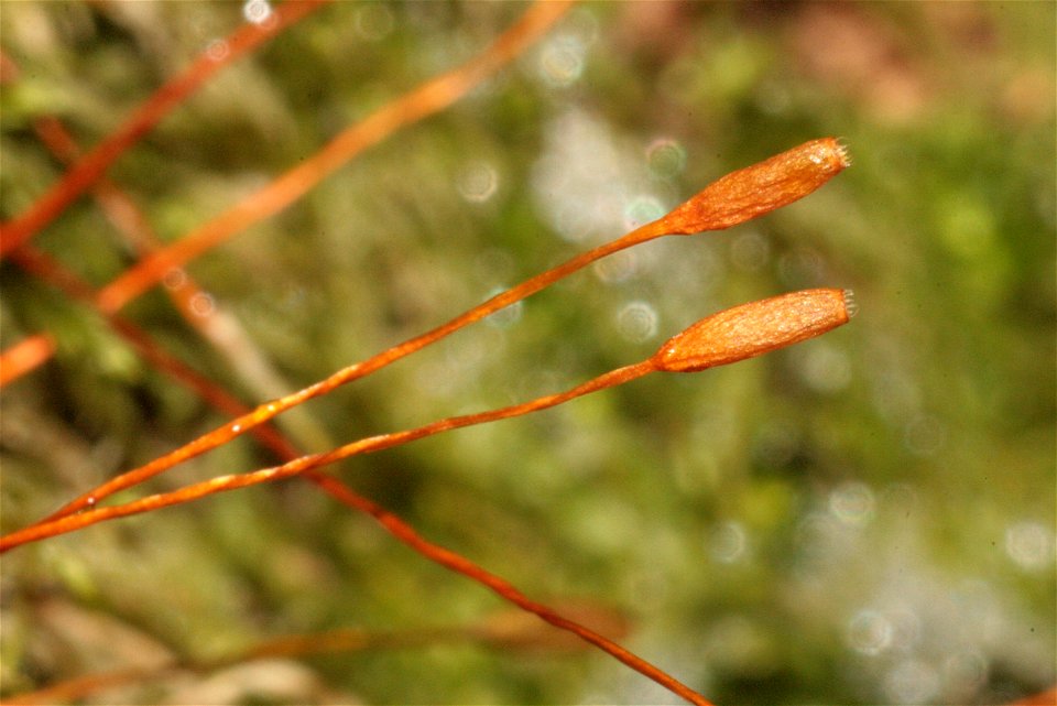 Pterigynandrum filiforme