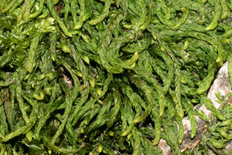 Pterigynandrum filiforme