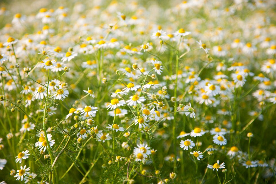 Flowers grass meadow