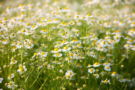 Flowers grass meadow