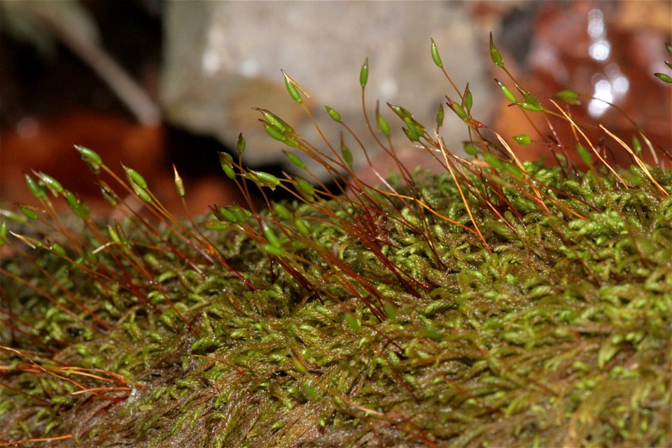Pterigynandrum filiforme