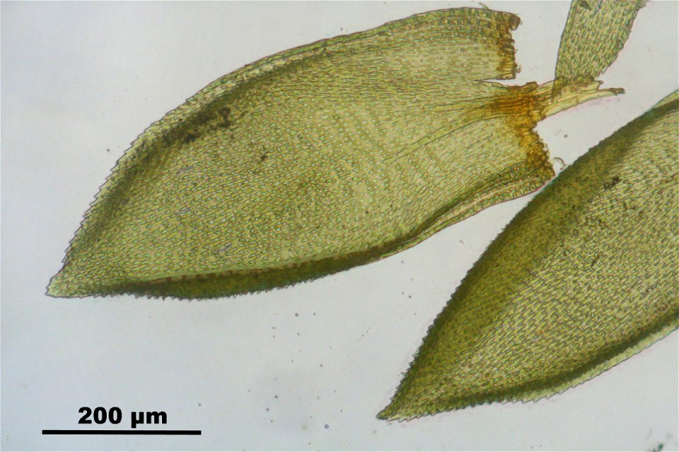 Pterigynandrum filiforme