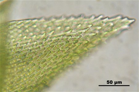 Pterigynandrum filiforme