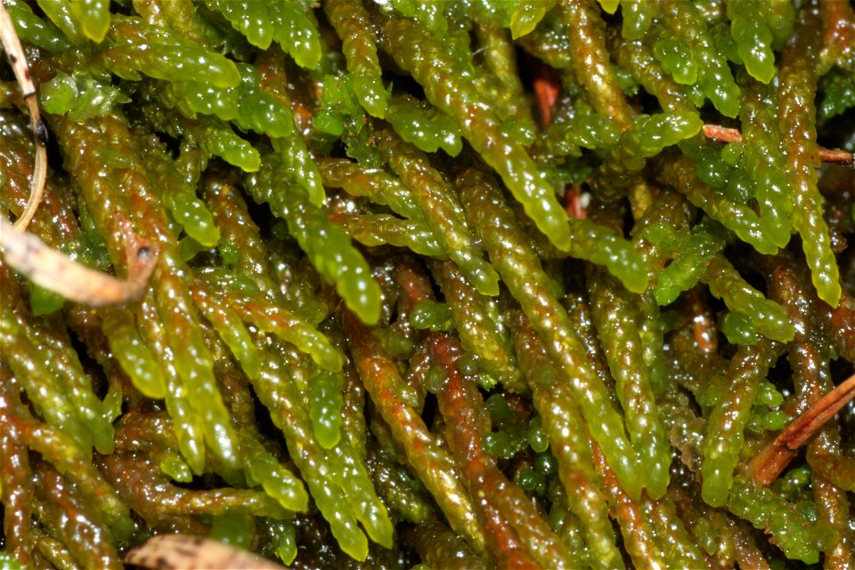 Pterigynandrum filiforme