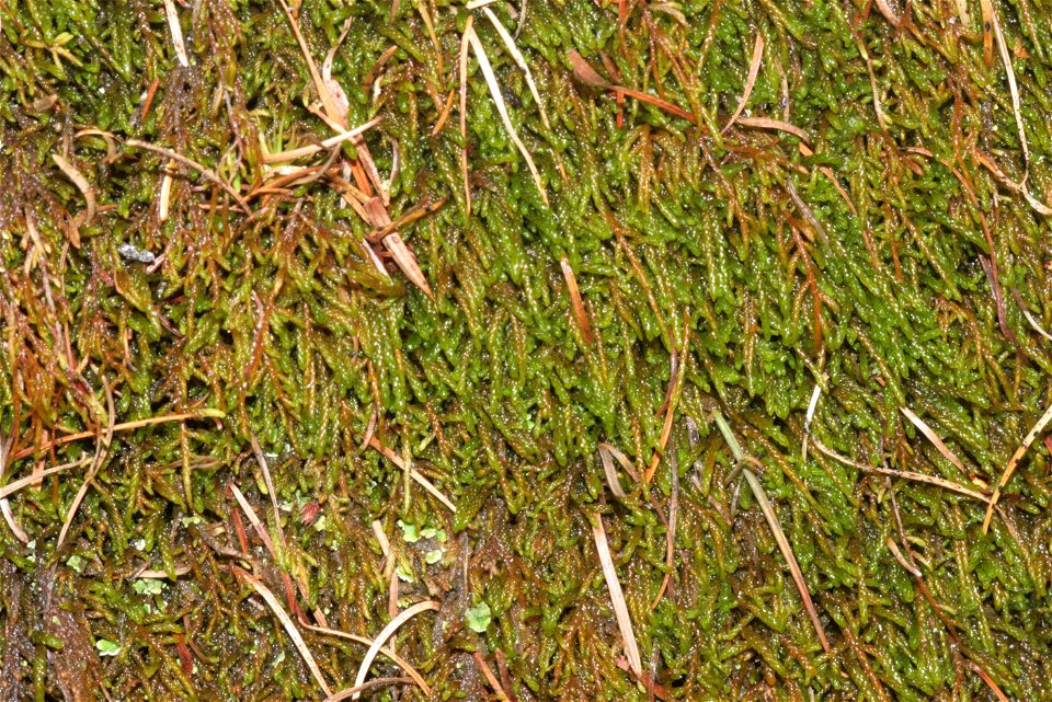 Pterigynandrum filiforme