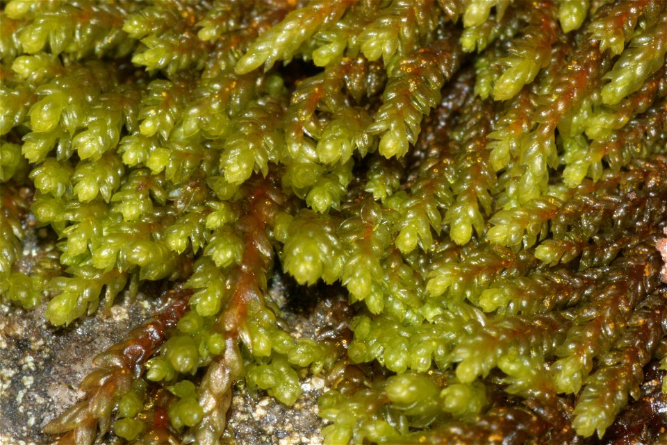 Pterigynandrum filiforme