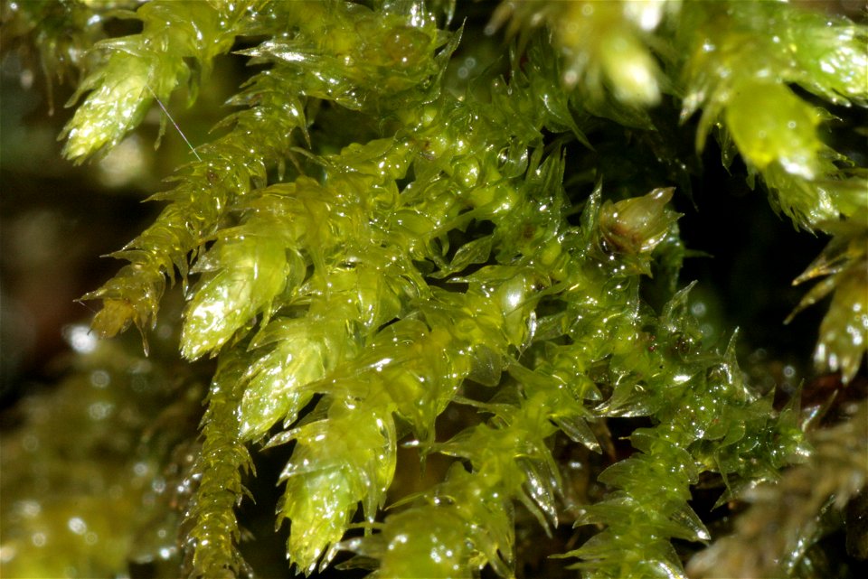 Eurhynchium striatum