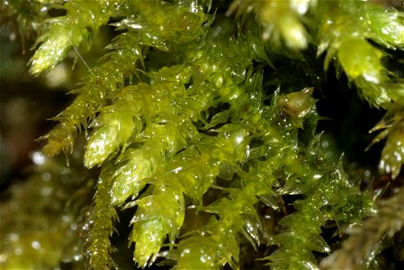Eurhynchium striatum