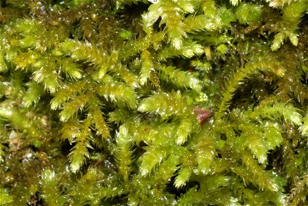 Eurhynchium striatum