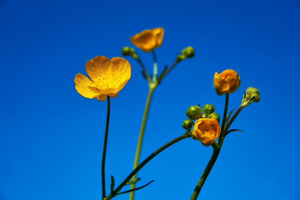 Toxic hahnenfußgewächs wild flower
