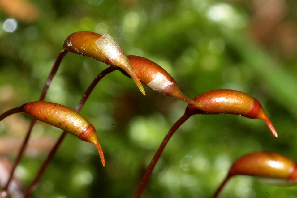 Eurhynchium striatum