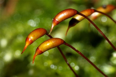 Eurhynchium striatum