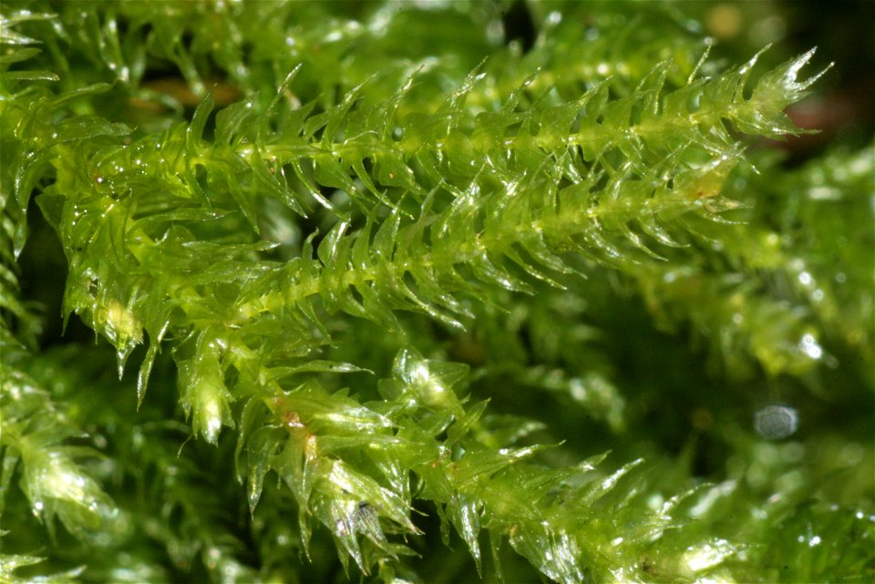 Eurhynchium striatum