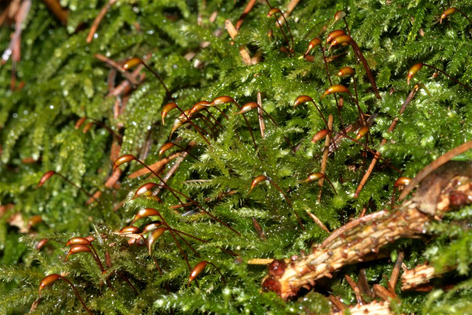 Eurhynchium striatum