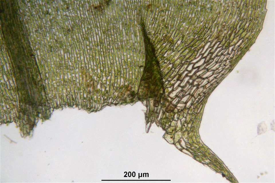 Eurhynchium striatum